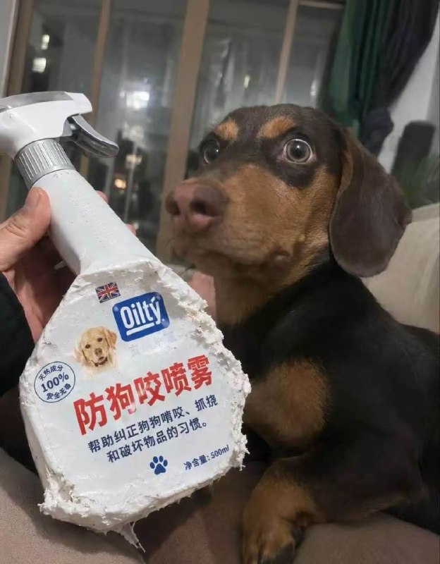 😁#狗狗