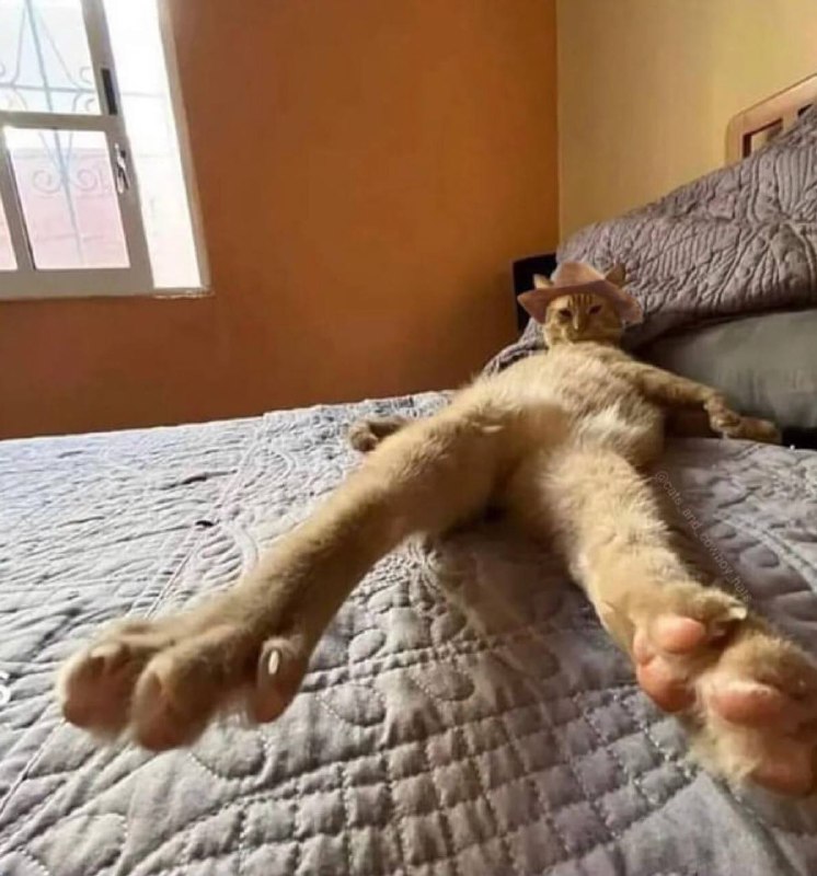 #猫猫