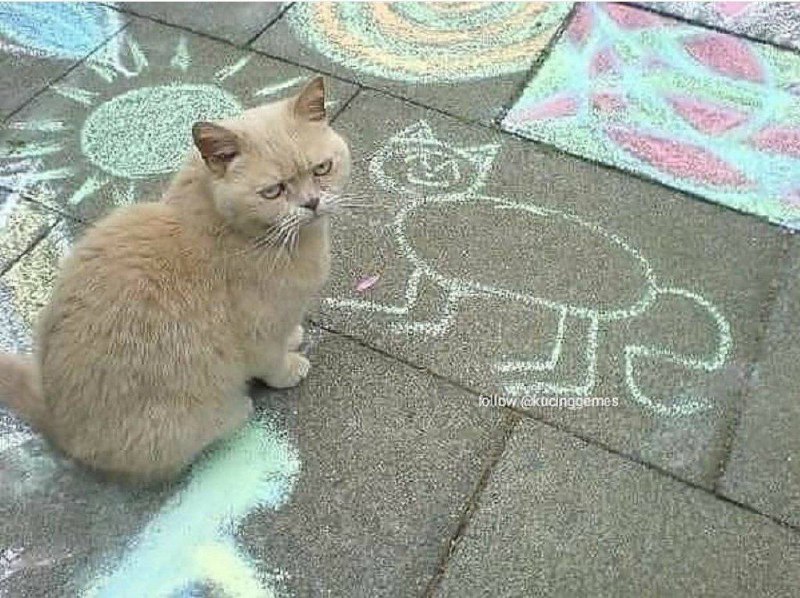 #猫猫