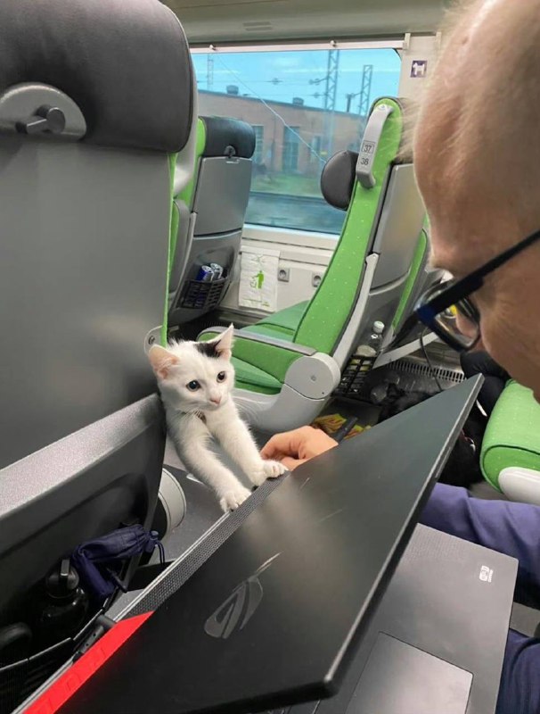 #猫猫#猫猫