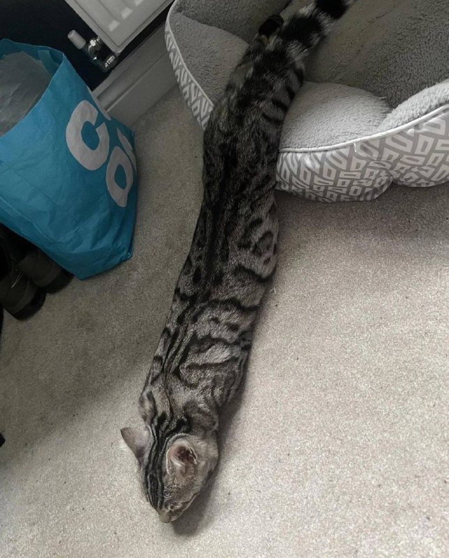 #猫猫