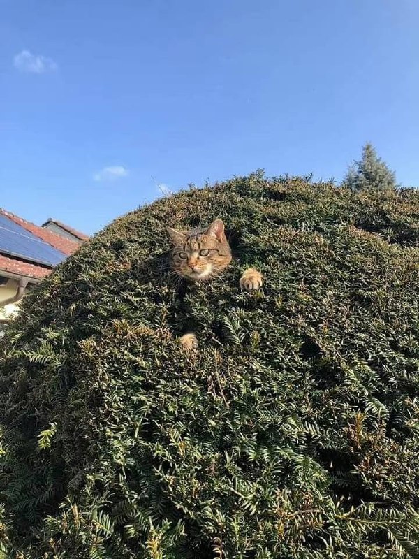 #猫猫