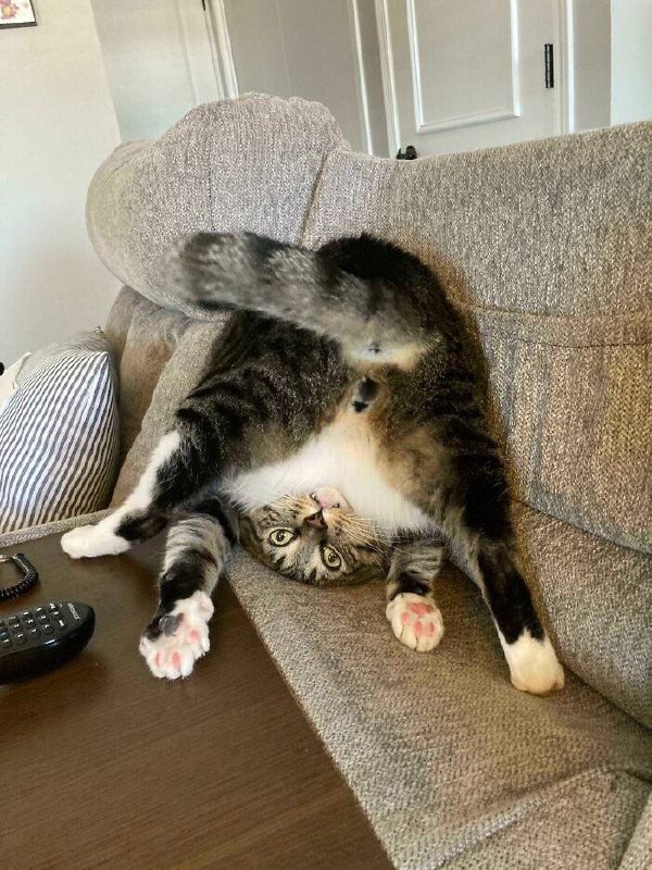 #猫猫