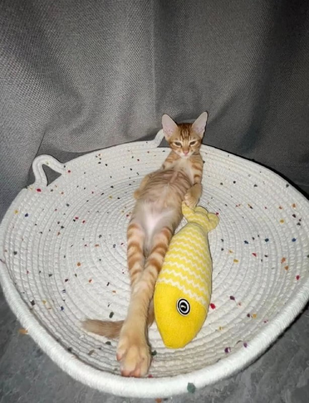 优雅#猫猫