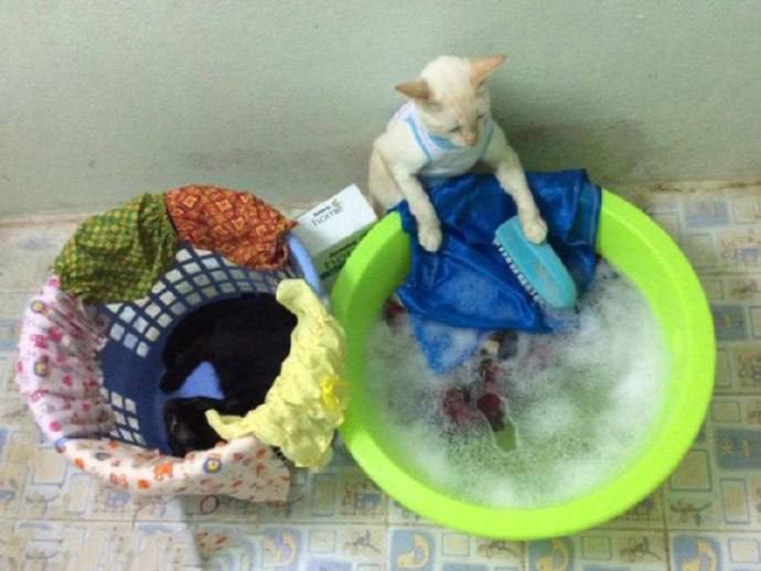 生活不易，#猫猫 叹气生活不易，#猫猫 叹气