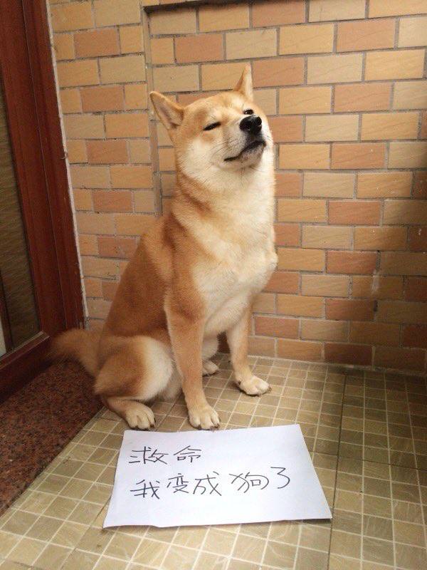 #狗狗