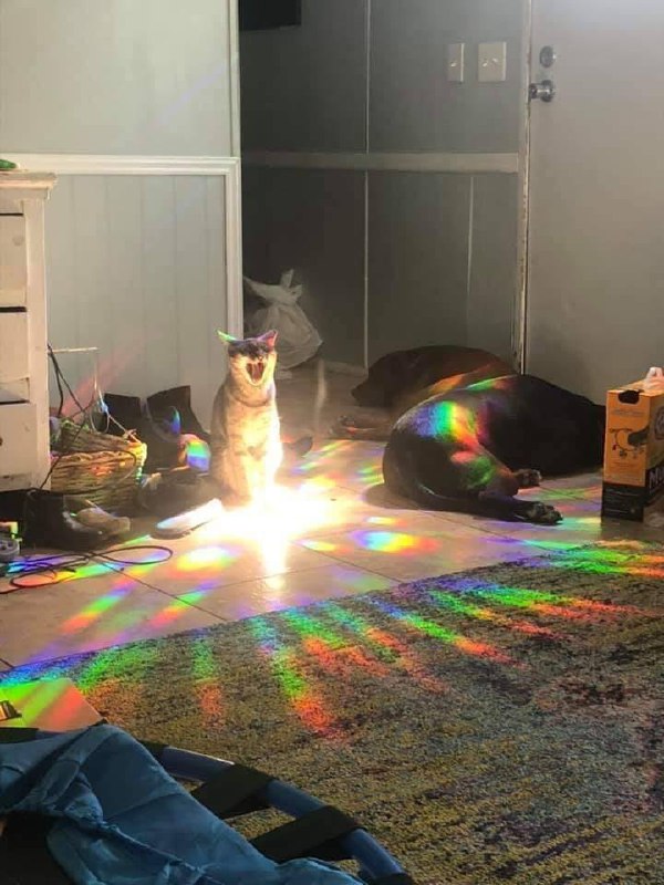#猫猫