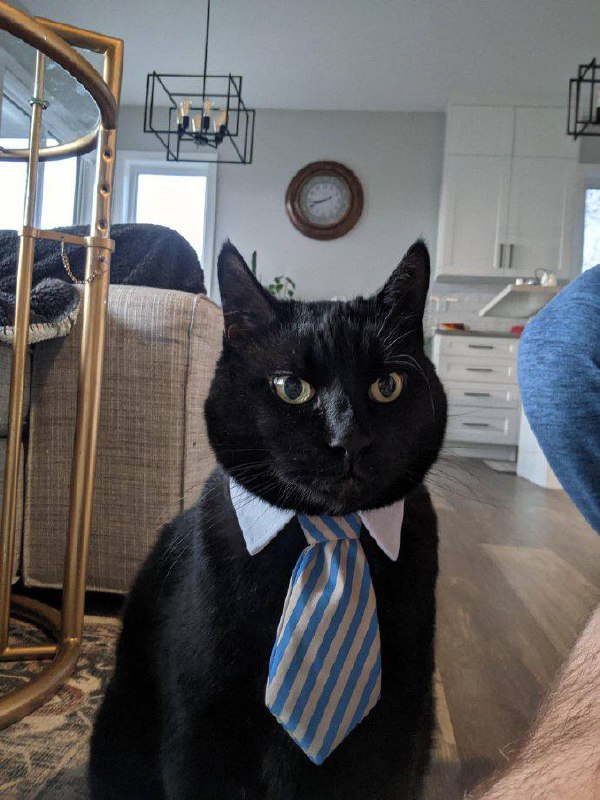 #猫猫