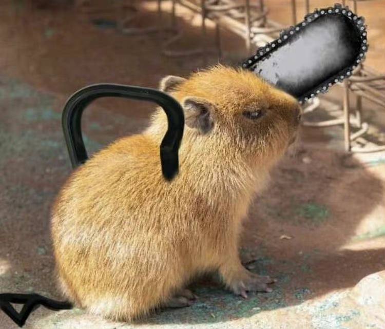 波奇豚
