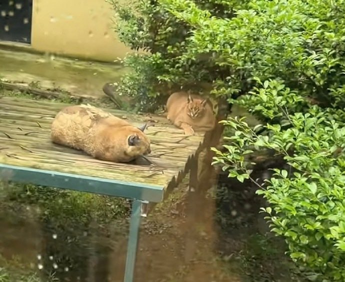 这不是小猪么🙃这不是小猪么🙃