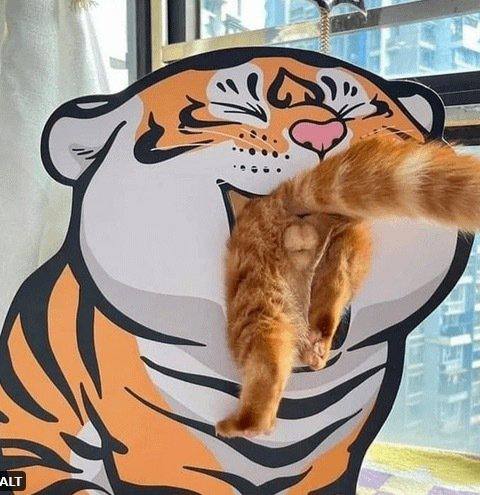 #猫猫