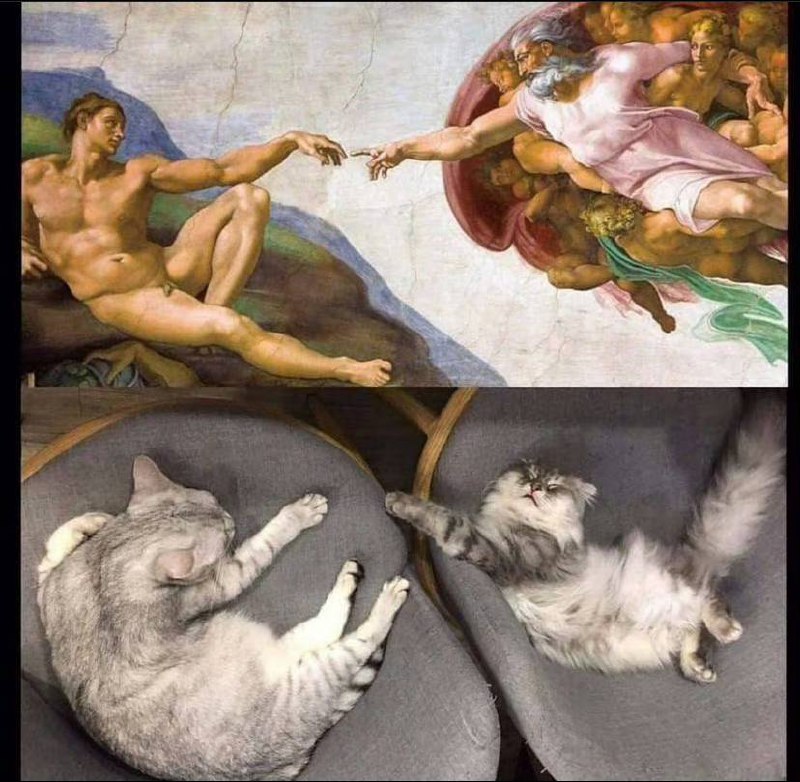 #猫猫