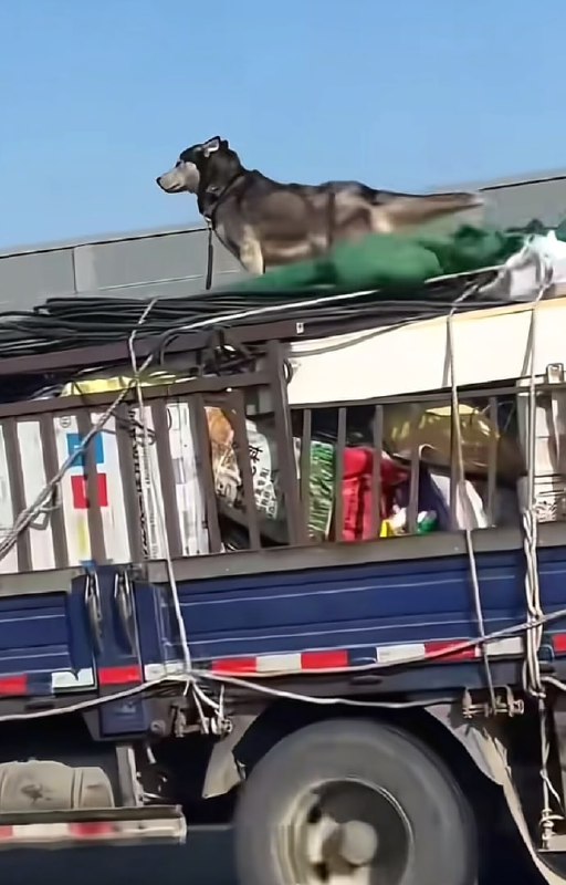 第一批春运回家的狗子们😅#狗狗第一批春运回家的狗子们😅#狗狗