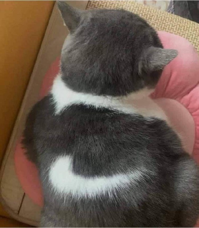 耐克 #猫猫