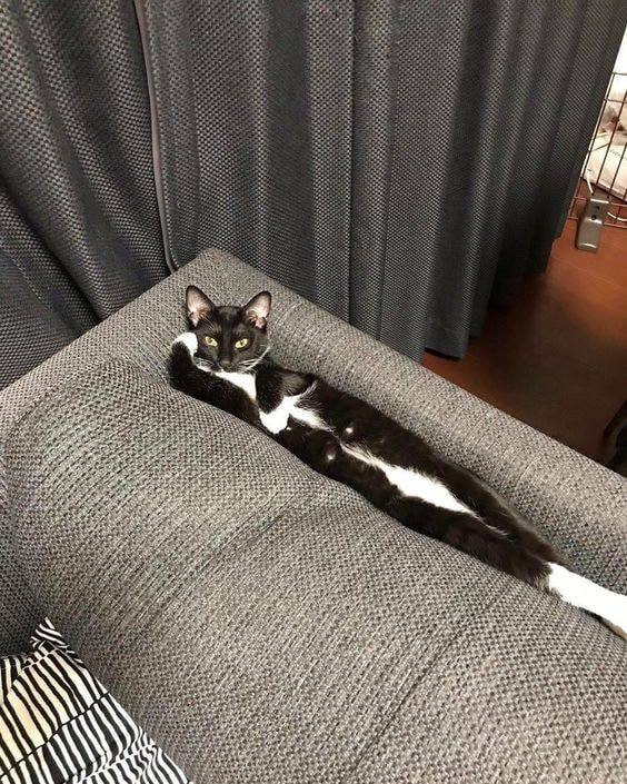 优雅#猫猫