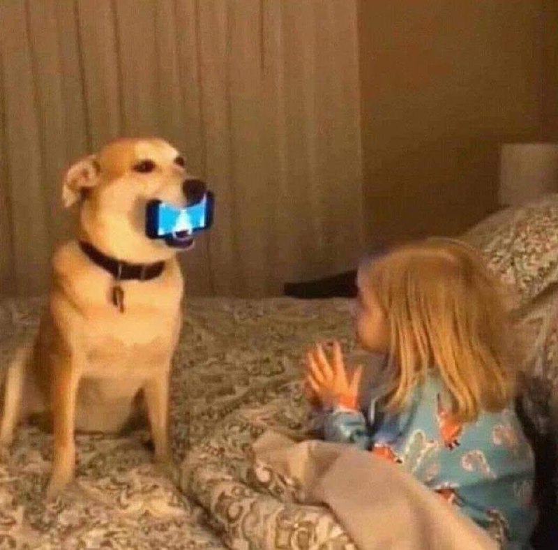#狗狗