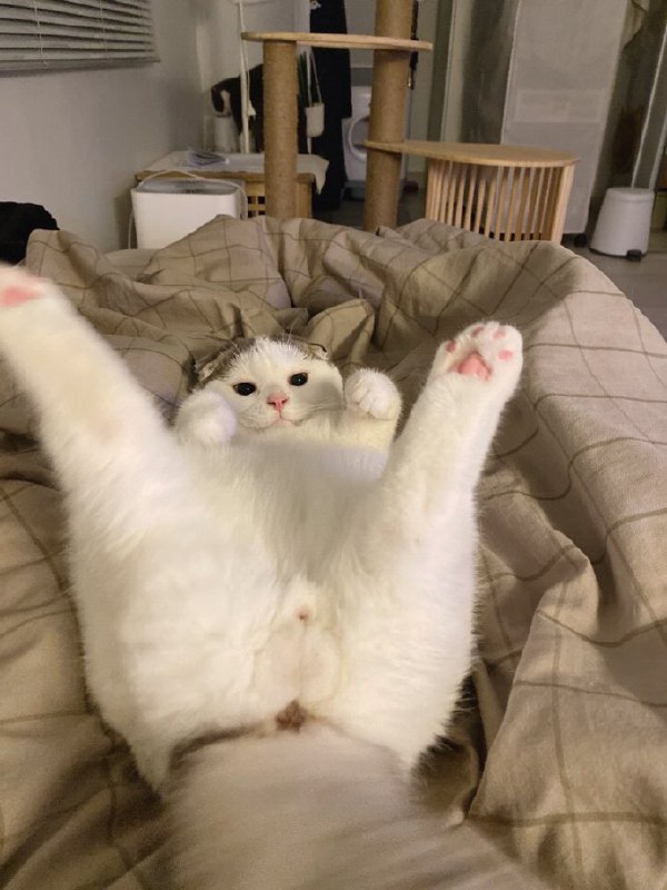 #猫猫#猫猫
