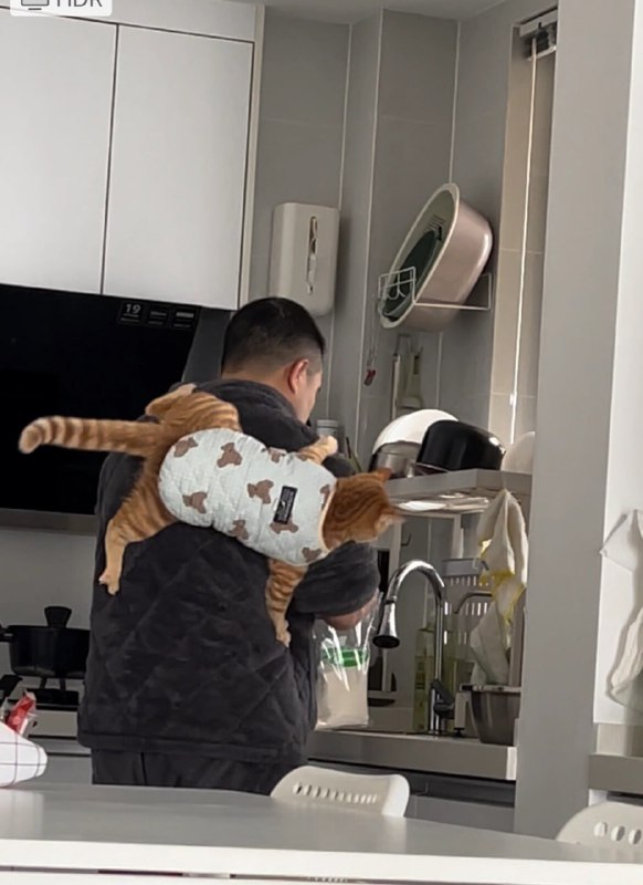 #猫猫
