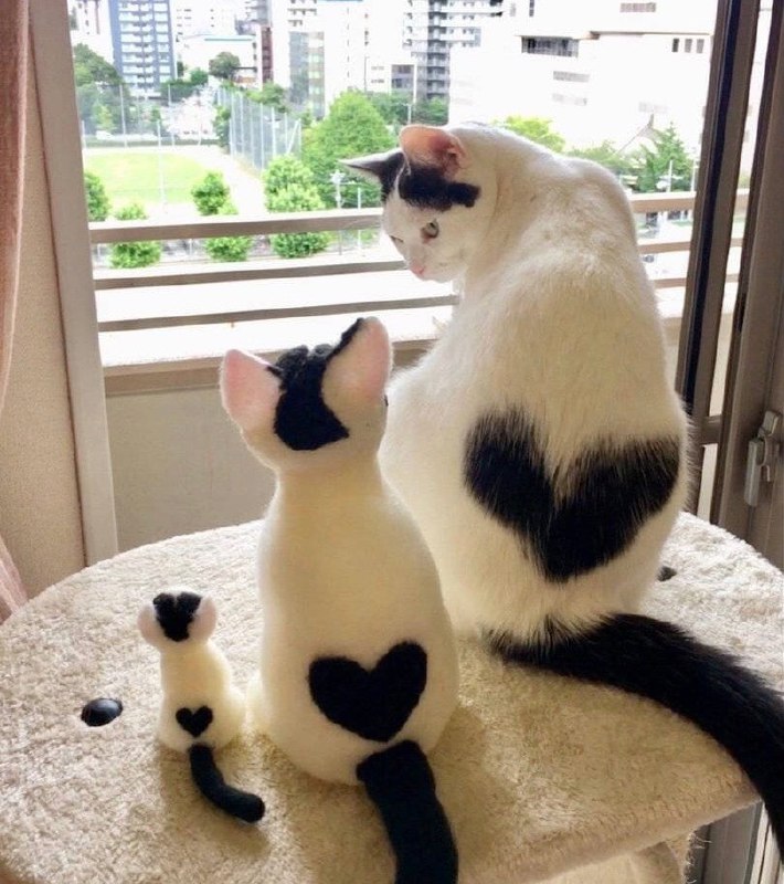 #猫猫