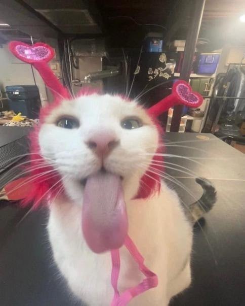 #猫猫