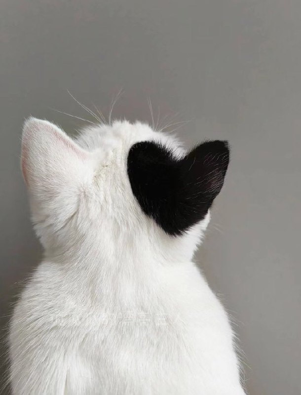 #猫猫