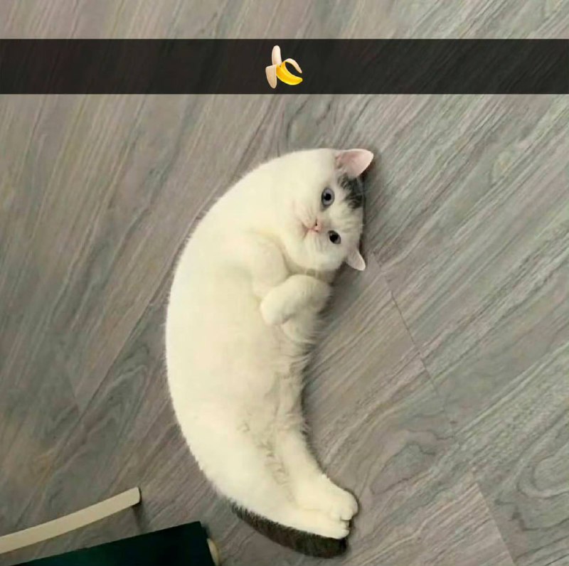 banana#猫猫