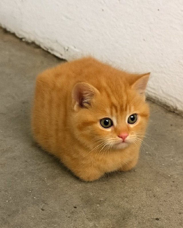 #猫猫