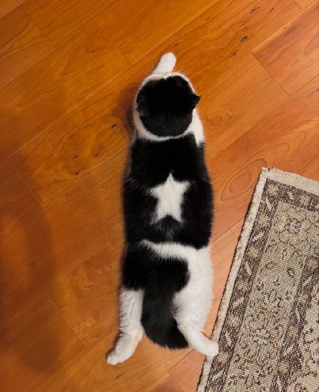 #猫猫