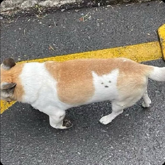 #狗狗