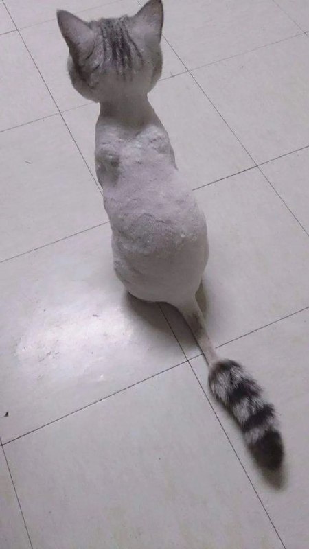 #猫猫#猫猫