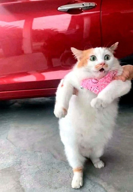 #猫猫