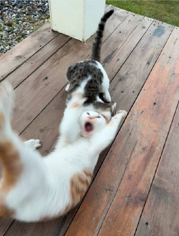 #猫猫