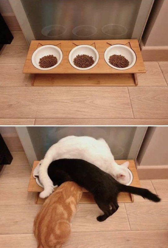 #猫猫