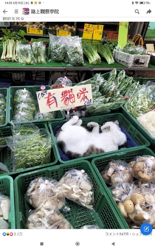 #猫猫 菜市场#猫猫 菜市场