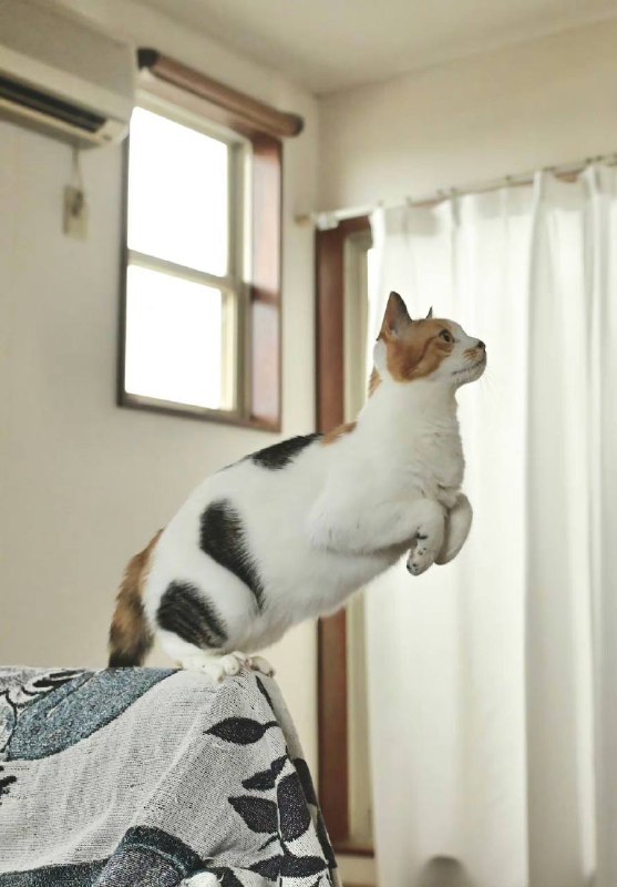 #猫猫#猫猫