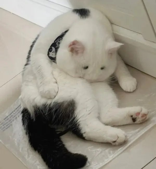 🤔#猫猫🤔#猫猫