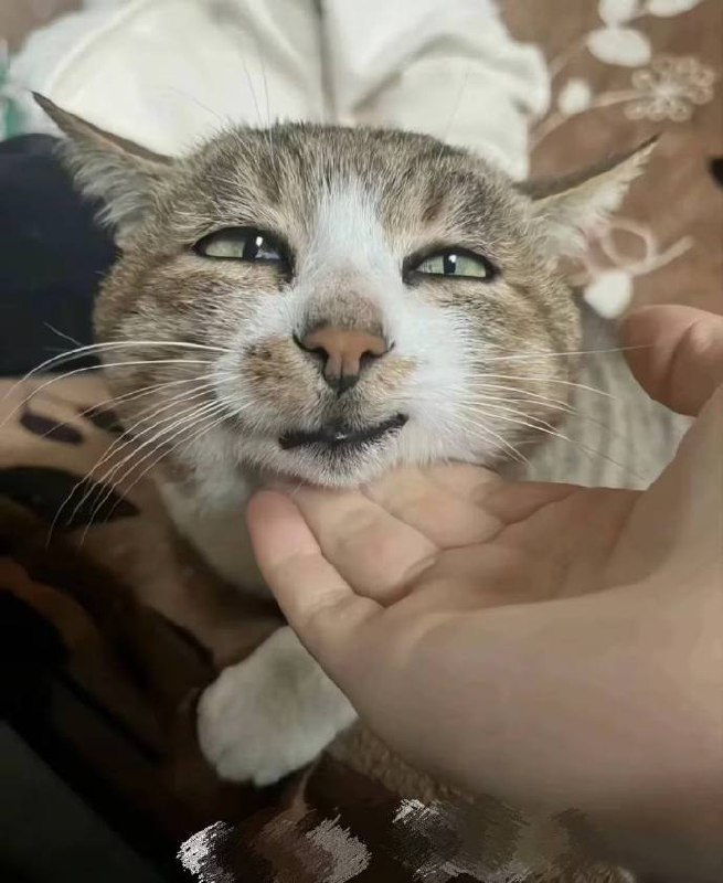 #猫猫