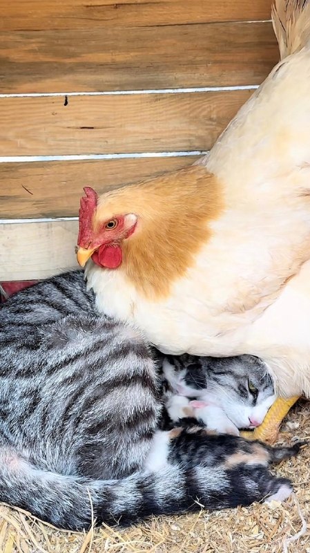 看什么，连你一块孵#猫猫看什么，连你一块孵#猫猫