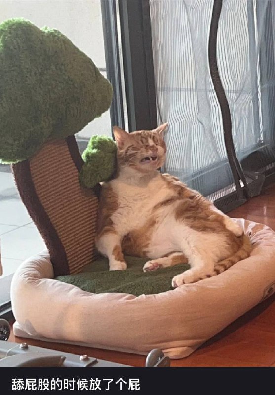 绷不住了#猫猫