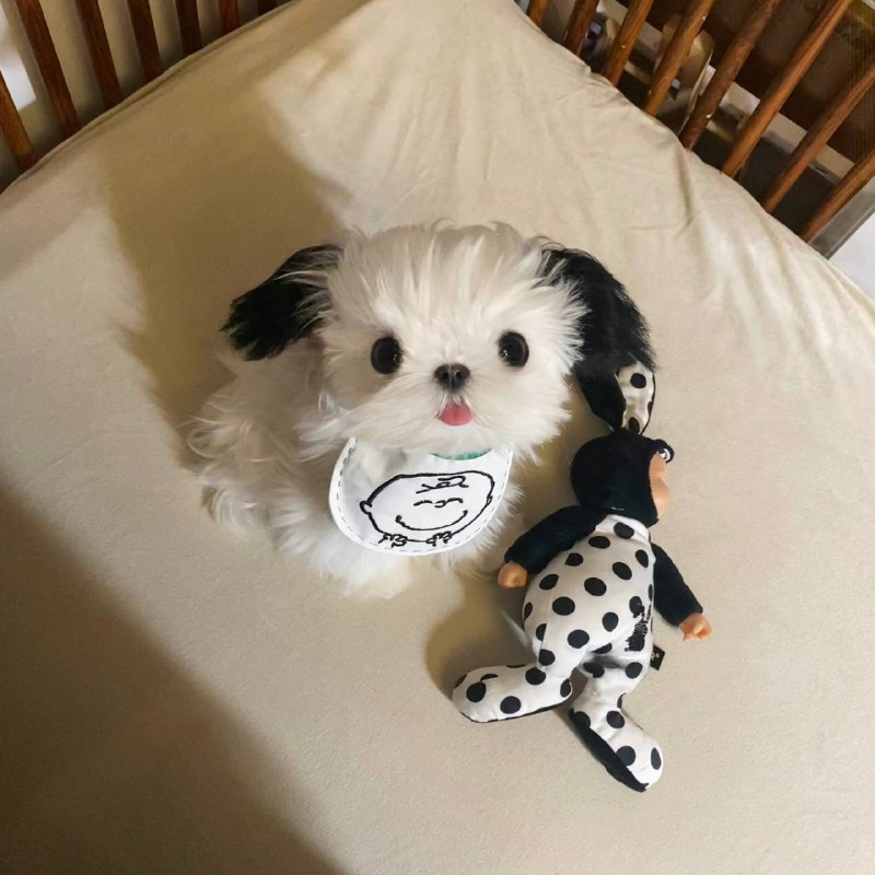 #狗狗#狗狗