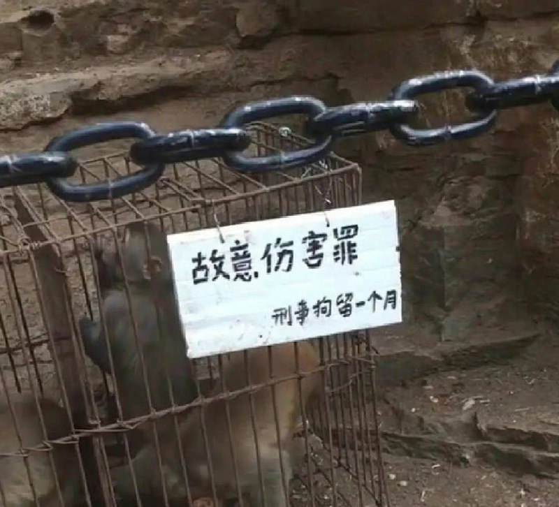 峨眉山的猴被定罪了……峨眉山的猴被定罪了……