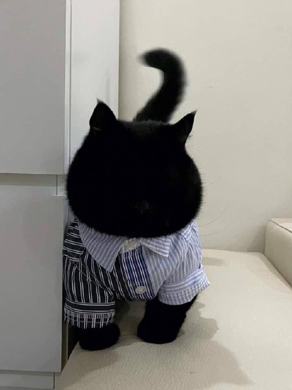 #猫猫#猫猫