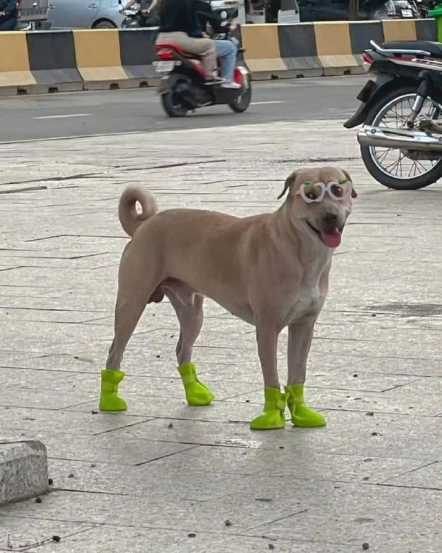 #狗狗
