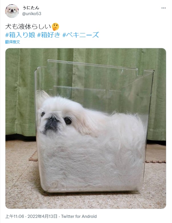 狗狗也可以是液体做的#狗狗狗狗也可以是液体做的#狗狗