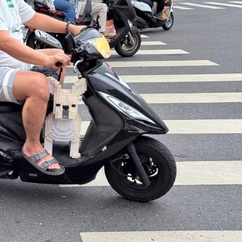 #狗狗