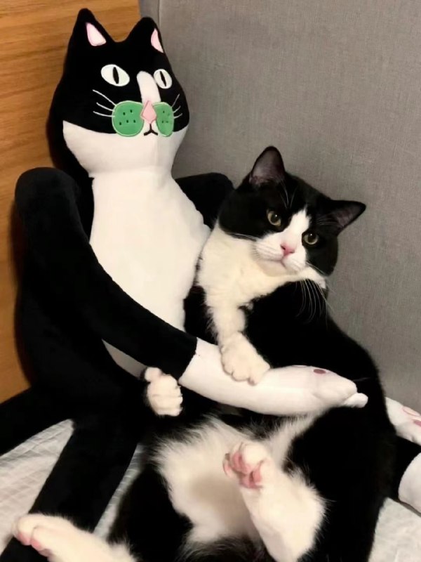#猫猫