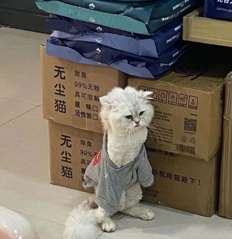 打架打输了的猫咪
