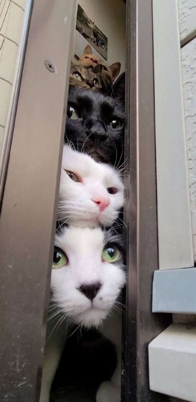 “当你上厕所时”#猫猫