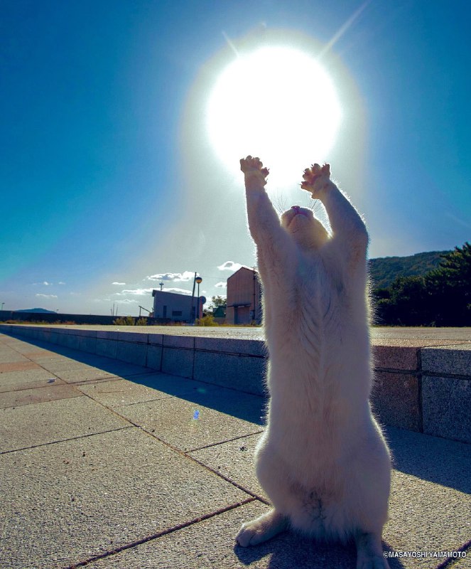 #猫猫 元气弹