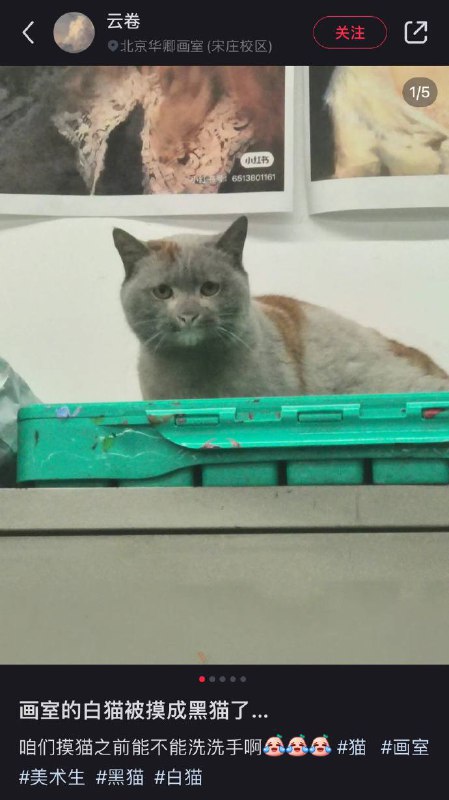 😅#猫猫😅#猫猫